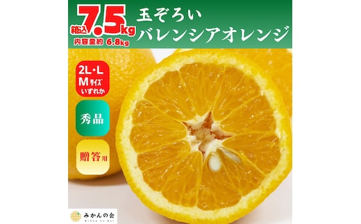 バレンシアオレンジ 国産 玉ぞろい 秀品 箱込 7.5kg (内容量 6.8kg ) 2L L M サイズのいずれか 和歌山県産 産地直送【みかんの会】