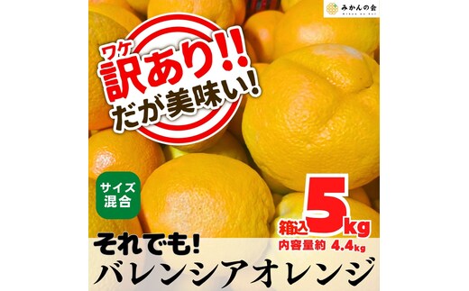 訳あり バレンシアオレンジ 国産 箱込 5kg (内容量 4.4kg ) サイズミックス 和歌山県産 産地直送 みかんの会