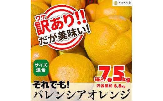 訳あり バレンシアオレンジ 国産 箱込 7.5kg (内容量 6.8kg ) サイズミックス 和歌山県産 産地直送 みかんの会