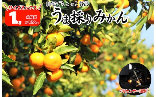 みかん うま採り 箱込約 1kg（内容量0.9kg） 光センサー選別 みかんの会厳選 サイズミックス 和歌山県産 産地直送 【みかんの会】［2025年11月中旬より2026年1月中旬頃順次出荷予定］