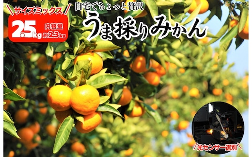 みかん うま採り 箱込約 2.5kg（内容量2.3kg） 光センサー選別 みかんの会厳選 サイズミックス 和歌山県産 産地直送 【みかんの会】［2025年11月中旬より2026年1月中旬頃順次出荷予定］