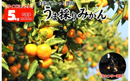 みかん うま採り 箱込約 5kg（内容量4.4kg） 光センサー選別 みかんの会厳選 サイズミックス 和歌山県産 産地直送 【みかんの会】［2025年11月中旬より2026年1月中旬頃順次出荷予定］