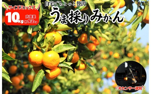 みかん うま採り 箱込約 10kg（内容量9.2kg） 光センサー選別 みかんの会厳選 サイズミックス 和歌山県産 産地直送 【みかんの会】［2025年11月中旬より2026年1月中旬頃順次出荷予定］