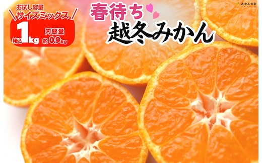 みかん 春待ち 越冬みかん 箱込1kg(内容量0.9kg) 等級／サイズミックス 和歌山県産 産地直送
