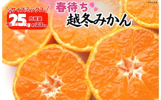 みかん 春待ち 越冬みかん 箱込2.5kg(内容量2.3kg) 等級／サイズミックス 和歌山県産 産地直送