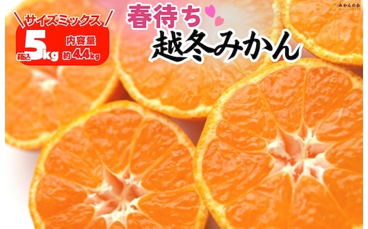 みかん 春待ち 越冬みかん 箱込5kg(内容量4.4kg) 等級／サイズミックス 和歌山県産 産地直送