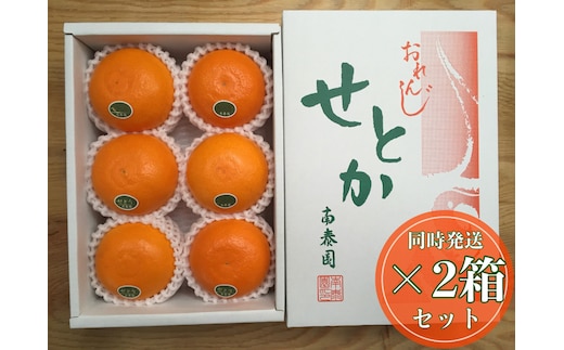 ［2箱セット］ハーフ 化粧箱 柑橘の大トロ ハウス せとか 厳選 6玉入 × 2箱 南泰園