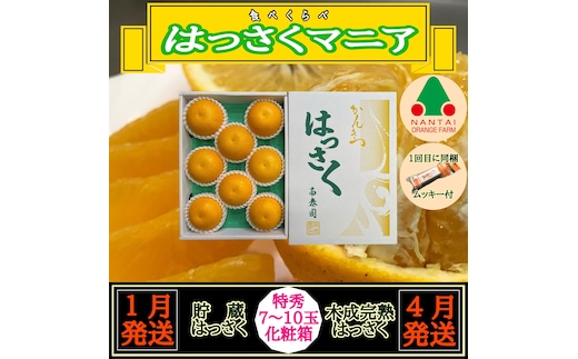 1・4月発送 全2回 定期便 はっさく マニア 貯蔵 ＆ 木成完熟 特秀 7 ～ 10玉 和歌山 有田 南泰園