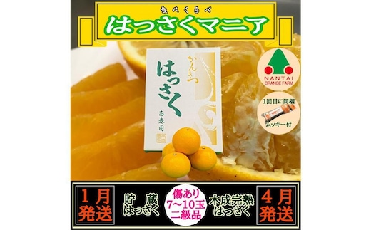 1・4月発送 全2回 定期便 はっさく マニア 貯蔵 ＆ 木成完熟 傷あり 二級品 7 ～ 10玉 化粧箱 和歌山 有田 南泰園