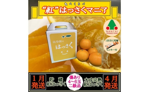 1・4月発送 全2回 定期便 紅はっさく マニア 貯蔵 ＆ 木成完熟 傷あり 二級品 4 ～ 6玉 化粧箱 和歌山 有田 南泰園