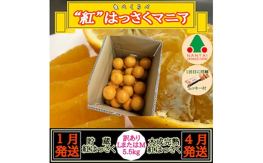 1・4月発送 全2回 定期便 紅はっさく マニア 貯蔵 ＆ 木成完熟 訳あり傷多め L または M 5.5kg 茶箱 和歌山 有田 南泰園