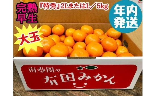 年内発送 完熟早生 有田みかん 大玉 特秀 2L または L サイズ 5kg 和歌山 南泰園 みかん