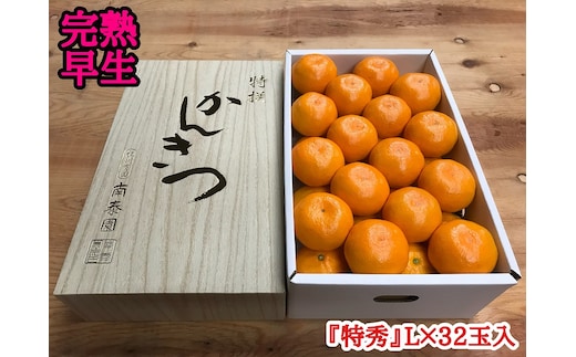 年内発送 完熟早生 有田みかん 化粧箱 特秀 L サイズ 32玉入 和歌山 南泰園 みかん