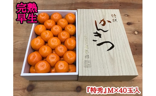 年内発送 完熟早生 有田みかん 化粧箱 特秀 M サイズ 40玉入 和歌山 南泰園 みかん