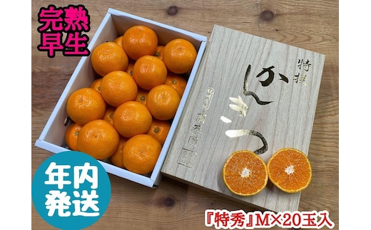 年内発送 完熟早生 有田みかん 化粧小箱 特秀 M サイズ 20玉入 和歌山 南泰園 みかん
