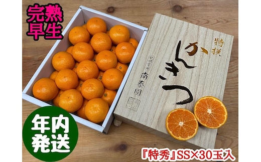 年内発送 完熟早生 有田みかん 化粧小箱 特秀 小玉 SS サイズ 30玉入 和歌山 南泰園 みかん
