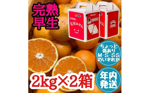 年内発送 ちょっと傷あり 完熟早生 有田みかん M～SS サイズ 2kg × 2箱 手さげ箱 和歌山 南泰園 みかん