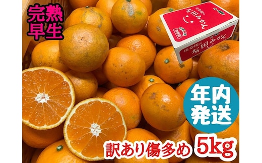 年内発送 訳あり 傷多め 完熟早生 有田みかん 5kg サイズおまかせ 和歌山 南泰園 みかん