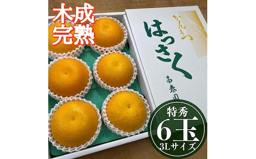 4月 まで 木成 完熟 させた 有田 はっさく 特秀 大玉 3L × 6玉 化粧箱 南泰園 みかん