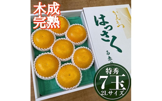 4月 まで 木成 完熟 させた 有田 はっさく 特秀 大玉 2L × 7玉 化粧箱 南泰園 みかん