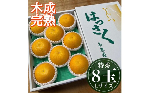 4月 まで 木成 完熟 させた 有田 はっさく 特秀 L × 8玉 化粧箱 南泰園 みかん