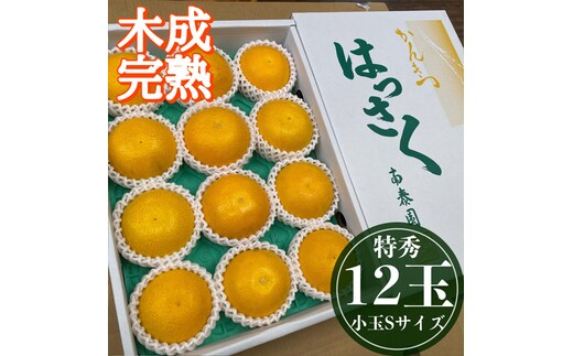 4月 まで 木成 完熟 させた 有田 はっさく 特秀 小玉 S × 12玉 化粧箱 南泰園 みかん
