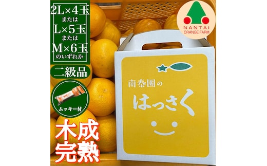 ちょっと 傷あり 4月 まで 木成 完熟 させた 有田 はっさく 2L ～ M ( 4玉 ～ 6玉 ) 手さげ箱 ムッキー 同梱 南泰園 みかん