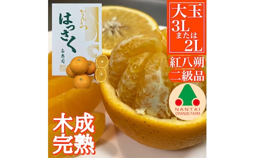 ちょっと 傷あり 木成完熟 紅はっさく 3L × 6玉 または 2L × 7玉 サイズ 化粧箱【2026年4月上旬～発送】
