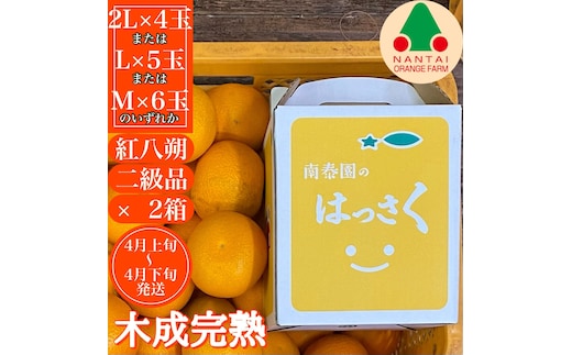 2箱セット ちょっと 傷あり 木成完熟 紅はっさく 2L ～ M ( 4玉 ～ 6玉 ) 手さげ箱 【2026年4月上旬～発送】