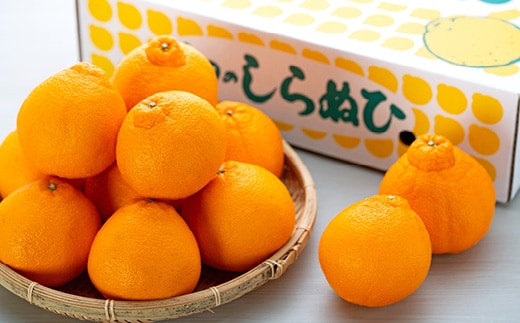 【厳選手選別】 たなか農園 有田のしらぬひ 約3kg（9玉～14玉）