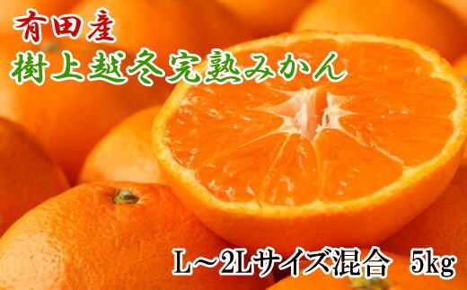 【濃厚・まろやか】有田産樹上越冬完熟みかん5kg（L～2Lサイズ混合・秀品）★2026年1月下旬頃より順次発送