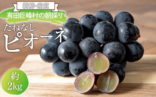 ［先行予約］［新鮮・産直］有田巨峰村の朝採りたねなしピオーネ 約2kg★2026年８月中旬頃より順次発送
