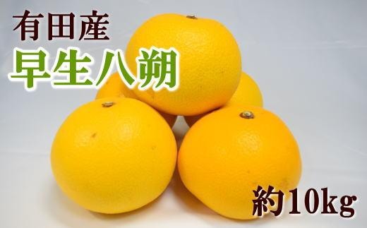 ［数量限定］有田産早生八朔約10kg（サイズ混合）★2025年12月中旬頃より順次発送