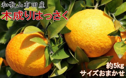 ★2026年3月下旬より発送★ こだわりの和歌山有田産木成り完熟八朔「さつき」 約5kg M～2Lサイズおまかせ