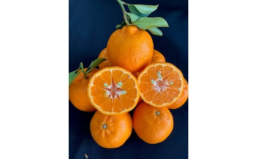 完熟ポンカン 赤秀品 5kg（М・L・2L/サイズ指定不可）