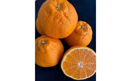 有田の不知火（しらぬい）12玉入り