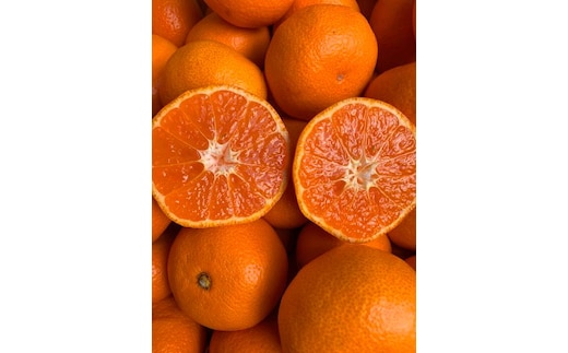 越冬本貯蔵 丹生系みかん（にゅうけい） 約5kg 秀品 2L～3L ［高糖系］［マルシ農園］