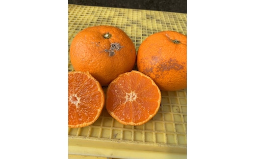 越冬本貯蔵 丹生みかん（にゅうけい） 約10kg 家庭用 混合サイズ ［高糖系］［マルシ農園］