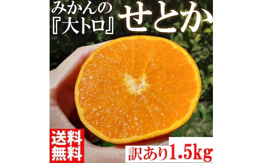 みかん の大トロ せとか 1500g 訳あり ブランド 和歌山 有田みかん 農家直送 オレンジ フルーツ 果物