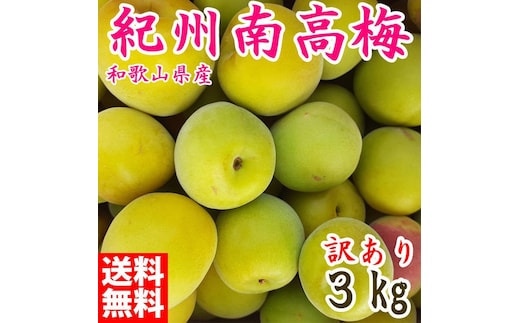 青梅 約3kg 訳あり 紀州南高梅 シロップ・梅酒・梅干し用など 和歌山県有田産 2026年5月下旬～7月上旬発送予定