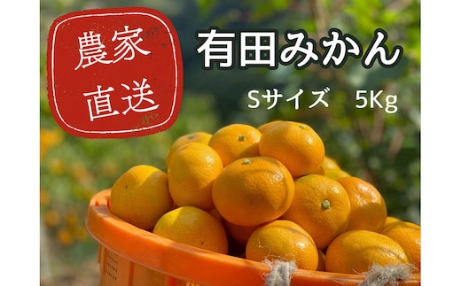有田みかん S 5kg 贈答用 乳酸菌栽培