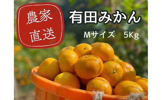 有田みかん M 5kg 贈答用 乳酸菌栽培