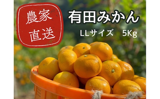 有田みかん LL 5kg 贈答用 乳酸菌栽培