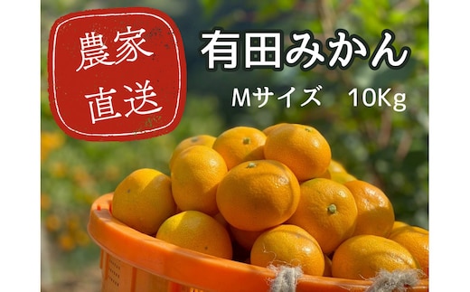 有田みかん M 10kg 贈答用 乳酸菌栽培