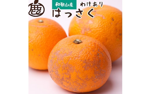 ［先行予約］家庭用 はっさく7.5kg+250g（傷み補償分）［八朔みかん］［訳あり・わけあり］