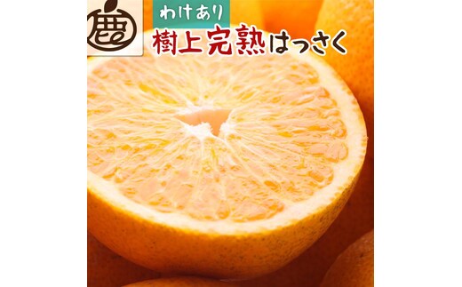 ［先行予約］家庭用 樹上完熟はっさく10kg+250g（傷み補償分）［有田の春みかん・五月八朔・木生りはっさく］［光センサー選別］［訳あり・わけあり］