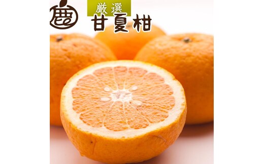 ［先行予約］厳選 甘夏柑10kg+250g（傷み補償分）［初夏のみかん・旬の果物］［有田産］［光センサー食べ頃出荷］