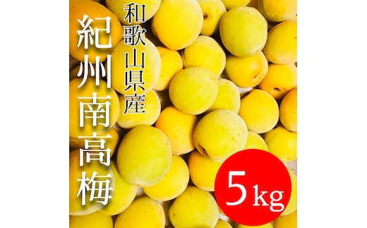 黄色～完熟梅 南高梅 5kg