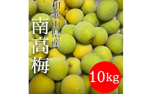 青梅 南高梅 10kg