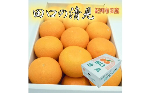 田口の清見オレンジ 秀品 約5kg L～3L（30玉～18玉） サイズおまかせ 化粧箱入り【2026年2月26日～2026年3月31日頃より順次発送】